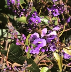 Hardenbergia violacea (False Sarsaparilla) at Red Hill, ACT - 29 Jul 2022 by Tapirlord