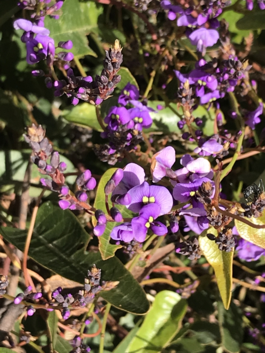 Hardenbergia violacea at Red Hill, ACT - 29 Jul 2022