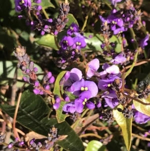 Hardenbergia violacea at Red Hill, ACT - 29 Jul 2022