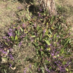 Hardenbergia violacea at Red Hill, ACT - 29 Jul 2022