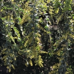 Acacia vestita (Hairy Wattle) at Red Hill Nature Reserve - 29 Jul 2022 by Tapirlord