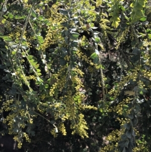 Acacia vestita at Red Hill, ACT - 29 Jul 2022