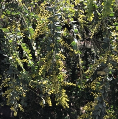 Acacia vestita (Hairy Wattle) at Red Hill, ACT - 29 Jul 2022 by Tapirlord