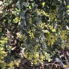 Acacia vestita at Red Hill, ACT - 29 Jul 2022