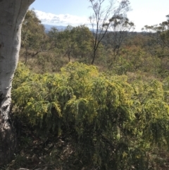 Acacia vestita at Red Hill, ACT - 29 Jul 2022