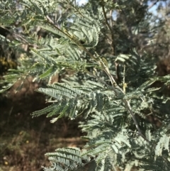 Acacia dealbata subsp. dealbata (Silver Wattle) at Red Hill Nature Reserve - 29 Jul 2022 by Tapirlord