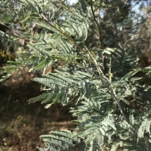 Acacia dealbata subsp. dealbata at Red Hill, ACT - 29 Jul 2022