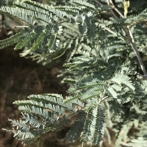 Acacia dealbata subsp. dealbata at Phillip, ACT - 29 Jul 2022