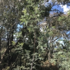 Acacia dealbata subsp. dealbata at Red Hill, ACT - 29 Jul 2022