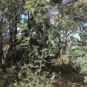 Acacia dealbata subsp. dealbata at Red Hill, ACT - 29 Jul 2022