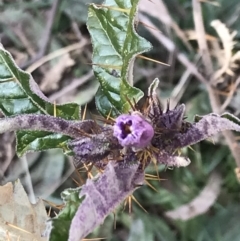 Solanum cinereum (Narrawa Burr) at Garran, ACT - 29 Jul 2022 by Tapirlord