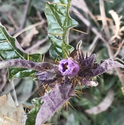 Solanum cinereum (Narrawa Burr) at Garran, ACT - 29 Jul 2022 by Tapirlord