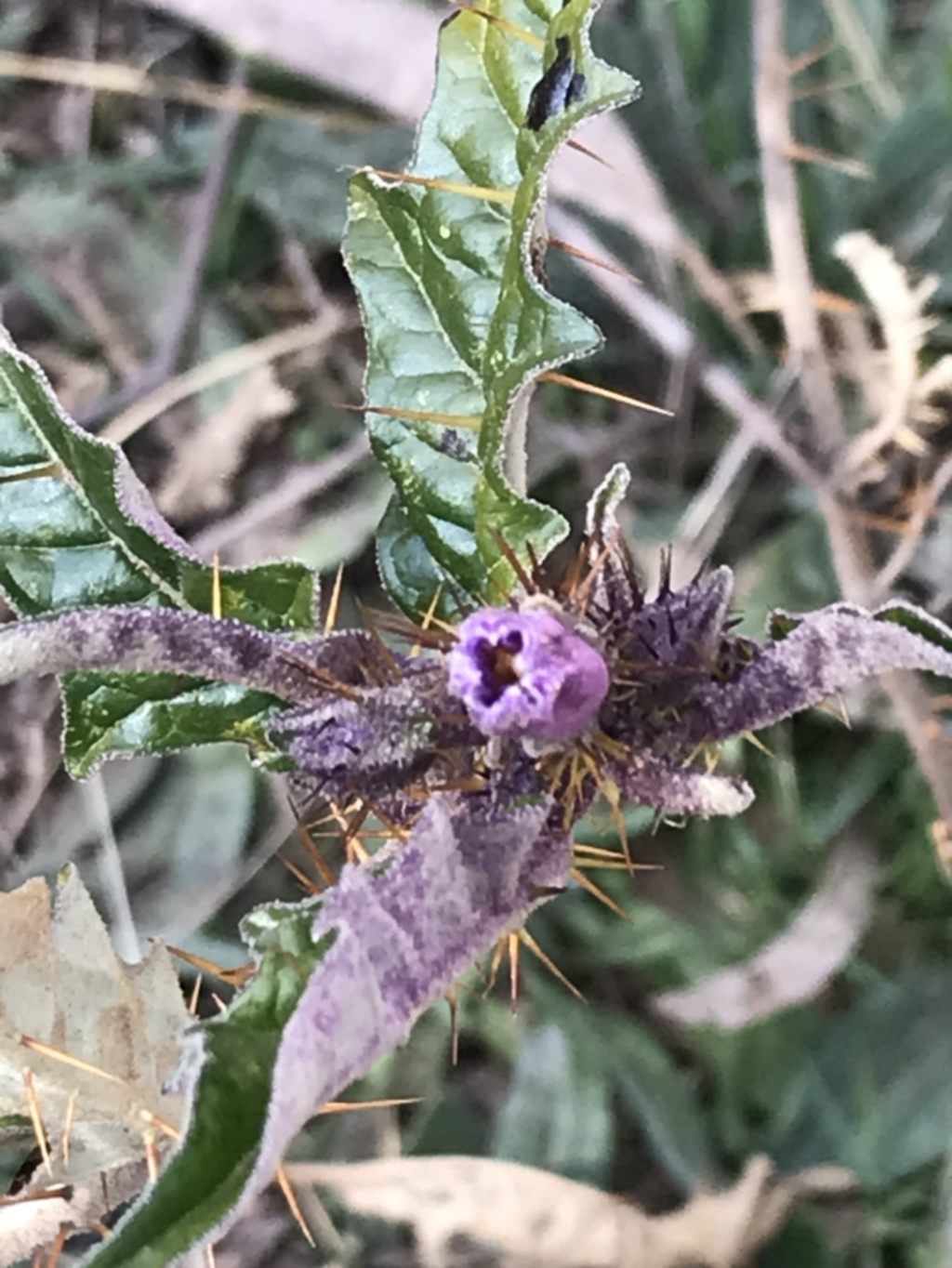 Solanum cinereum at Garran, ACT - 29 Jul 2022