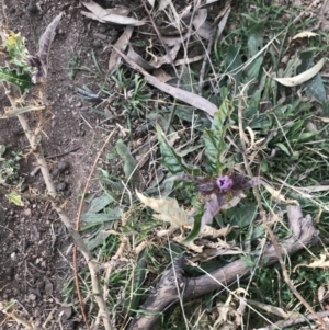 Solanum cinereum at Garran, ACT - 29 Jul 2022