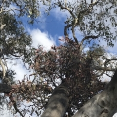 Muellerina eucalyptoides (Creeping Mistletoe) at Garran, ACT - 29 Jul 2022 by Tapirlord