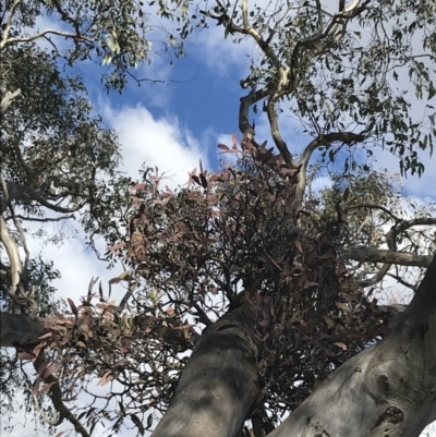 Muellerina eucalyptoides (Creeping Mistletoe) at Garran, ACT - 29 Jul 2022 by Tapirlord