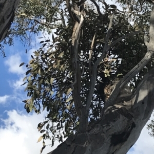 Muellerina eucalyptoides at Garran, ACT - 29 Jul 2022