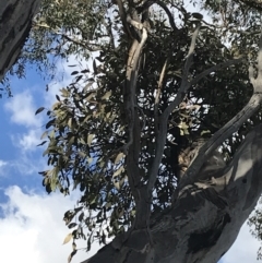 Muellerina eucalyptoides at Garran, ACT - 29 Jul 2022