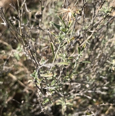 Vittadinia gracilis (New Holland Daisy) at Red Hill Nature Reserve - 29 Jul 2022 by Tapirlord