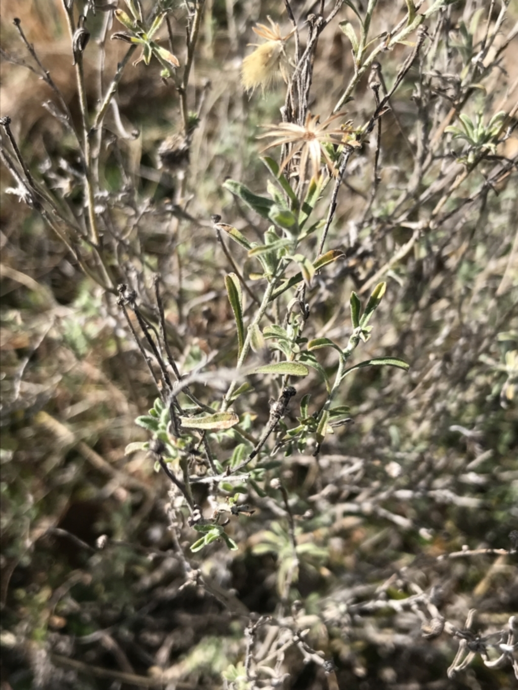 Vittadinia gracilis at Garran, ACT - 29 Jul 2022
