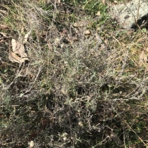 Vittadinia gracilis at Garran, ACT - 29 Jul 2022