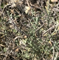 Vittadinia gracilis at Garran, ACT - 29 Jul 2022