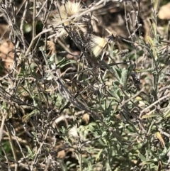 Vittadinia gracilis at Garran, ACT - 29 Jul 2022