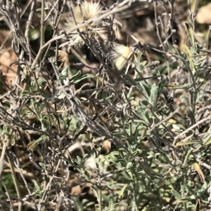 Vittadinia gracilis at Garran, ACT - 29 Jul 2022