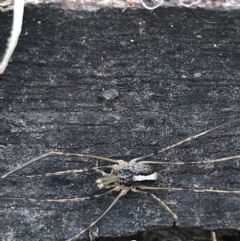 Opiliones (order) (Unidentified harvestman) at Garran, ACT - 29 Jul 2022 by Tapirlord