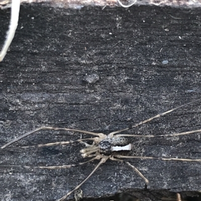 Opiliones (order) (Unidentified harvestman) at Red Hill Nature Reserve - 29 Jul 2022 by Tapirlord