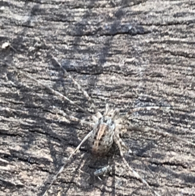 Opiliones (order) (Unidentified harvestman) at Red Hill Nature Reserve - 29 Jul 2022 by Tapirlord