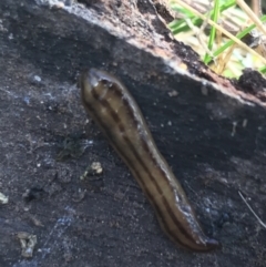 Anzoplana trilineata (A Flatworm) at Garran, ACT - 29 Jul 2022 by Tapirlord