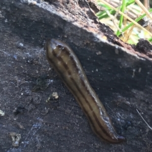 Anzoplana trilineata at Garran, ACT - 29 Jul 2022