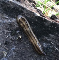 Anzoplana trilineata at Garran, ACT - 29 Jul 2022