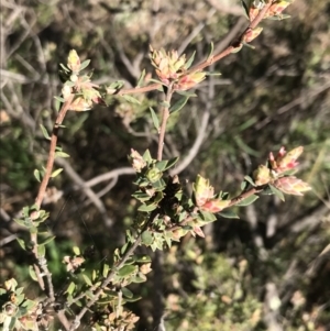 Brachyloma daphnoides at Garran, ACT - 29 Jul 2022