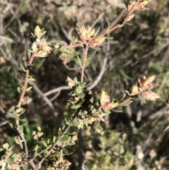Brachyloma daphnoides (Daphne Heath) at Red Hill Nature Reserve - 29 Jul 2022 by Tapirlord