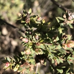 Brachyloma daphnoides at Garran, ACT - 29 Jul 2022