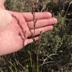 Lepidosperma laterale (Variable Sword Sedge) at Garran, ACT - 29 Jul 2022 by Tapirlord