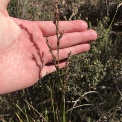 Lepidosperma laterale (Variable Sword Sedge) at Red Hill Nature Reserve - 29 Jul 2022 by Tapirlord