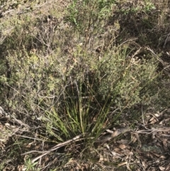 Lepidosperma laterale at Garran, ACT - 29 Jul 2022