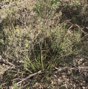 Lepidosperma laterale at Garran, ACT - 29 Jul 2022