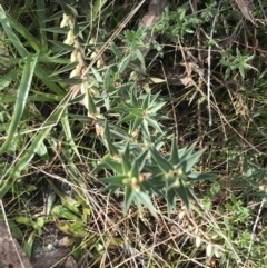 Melichrus urceolatus (Urn Heath) at Red Hill Nature Reserve - 29 Jul 2022 by Tapirlord