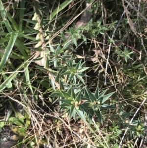 Melichrus urceolatus at Garran, ACT - 29 Jul 2022