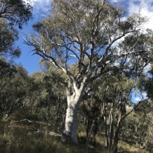 Eucalyptus rossii at Red Hill Nature Reserve - 29 Jul 2022 01:09 PM