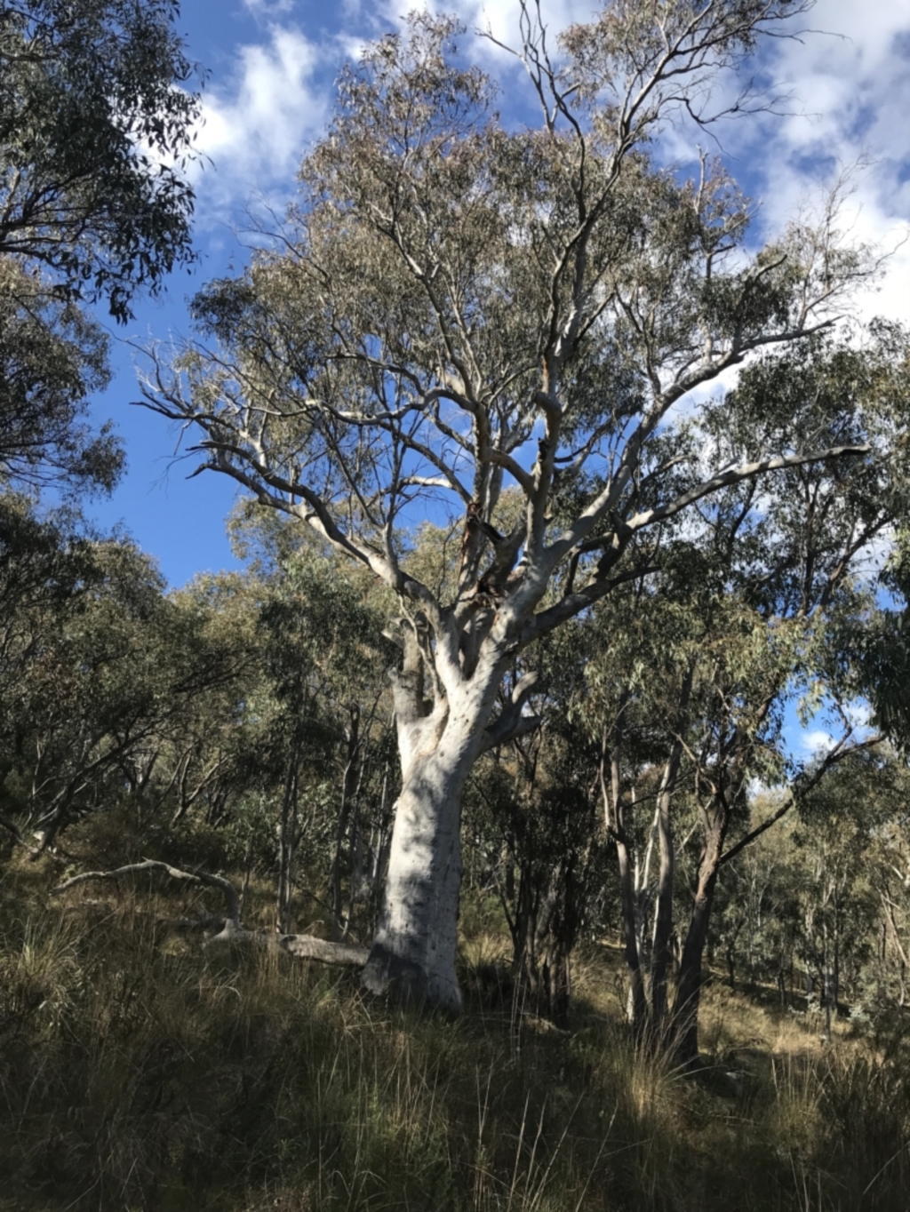 Eucalyptus rossii at Garran, ACT - 29 Jul 2022