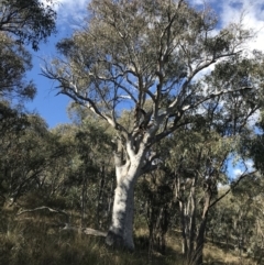 Eucalyptus rossii (Inland Scribbly Gum) at Red Hill Nature Reserve - 29 Jul 2022 by Tapirlord