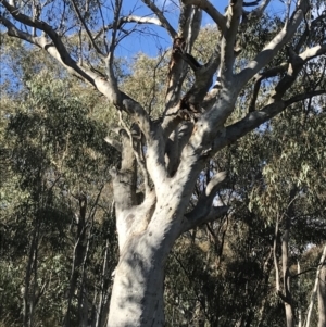 Eucalyptus rossii at Garran, ACT - 29 Jul 2022