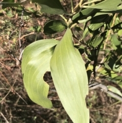 Acacia melanoxylon (Blackwood) at Red Hill Nature Reserve - 29 Jul 2022 by Tapirlord