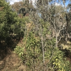 Acacia melanoxylon at Garran, ACT - 29 Jul 2022