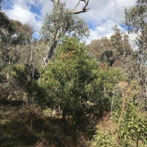 Acacia melanoxylon at Garran, ACT - 29 Jul 2022